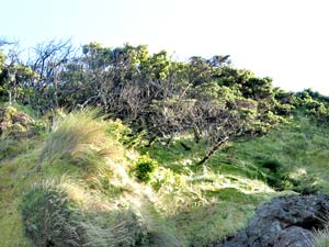 Moose und Flechten, Sträucher und Gräser: Urwüchsige Natur im Inselinnern (Foto: Eichner-Ramm) Moose und Flechten, Sträucher und Gräser: Urwüchsige Natur im Inselinnern (Foto: Eichner-Ramm)