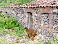 Natursteinhaus als Stall: Ponta da Faj&atilde; (Foto: Eichner-Ramm)