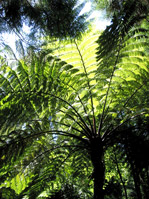 Baumfarn beim Picknickplatz Sete Fontes Baumfarn beim Picknickplatz Sete Fontes
