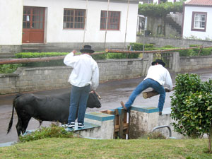 Tourada &agrave; Corda in Santo Ant&atilde;o (Foto: Eichner-Ramm)