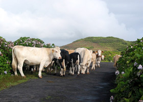 Begegnung im einsamen Hochland (Foto: Eichner-Ramm) Begegnung im einsamen Hochland (Foto: Eichner-Ramm)