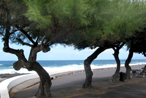 Picknickplatz unter B&auml;umen: K&uuml;ste nord&ouml;stlich von Madalena (Foto: Eichner-Ramm)