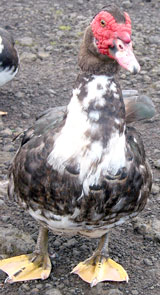 G&auml;nsevogel am Picknickplatz beim Lagoa do Capit&atilde;o (Foto: Eichner-Ramm)