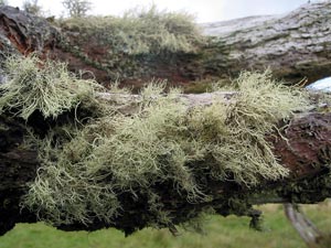 Ein Pelz aus Flechten: &Auml;ste eines Wacholderb&auml;umchens (Foto: Eichner-Ramm)