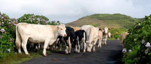 Begegnung im Hochland: K&uuml;he auf der Stra&szlig;e (Foto: Eichner-Ramm)