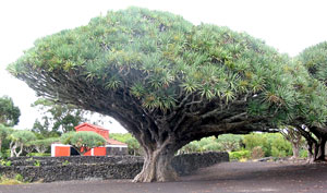 Eindrucksvoll: Drachenb&auml;ume auf dem Gel&auml;nde des Weinmuseums in Madalena (Foto: Eichner-Ramm)