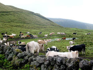 Im Bergland: Vieh auf einer Weide (Foto: Eichner-Ramm)