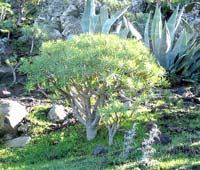 Mini-Drachenbaum am Wegesrand