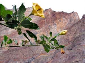Baumblüten vor Felswand Baumblüten vor Felswand