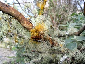 Nationalpark Garajonay: Moose und Flechten bedecken die Bäume Nationalpark Garajonay: Moose und Flechten bedecken die Bäume
