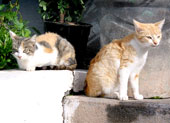 Katzen z&auml;hlen nicht zu den nat&uuml;rlichen Tieren der Insel
