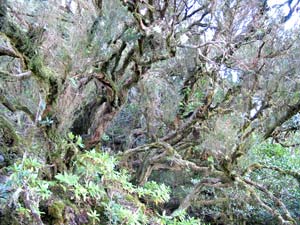 Ur-Wald: Der Nationalpark Garajonay schützt den größten noch zusammenhängenden Lorbeerwald der Erde Ur-Wald: Der Nationalpark Garajonay schützt den größten noch zusammenhängenden Lorbeerwald der Erde