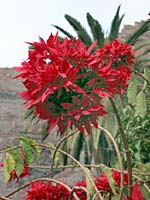 Zierpflanze: Weihnachtsstern Zierpflanze: Weihnachtsstern