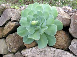 Typisch f&uuml;r Gomeras Pflanzenwelt: Wolfsmilchgew&auml;chs im Nationalpark-Besucherzentrum Juego de Bolas
