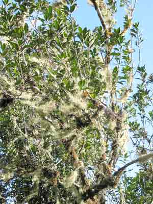 Flechten und Lorbeer: Vegetation im Nationalpark