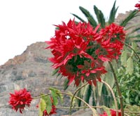 &Uuml;ppig: Weihnachtsstern in einem Garten unterhalb von La Mer&iacute;ca