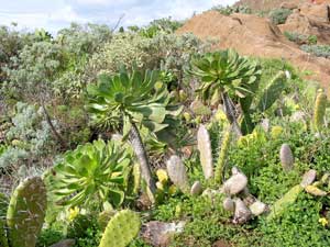 Wolfsmilchgewächse in den trockenen Bereichen des Anaga-Gebirges Wolfsmilchgewächse in den trockenen Bereichen des Anaga-Gebirges