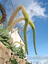 Markante Pflanze am Stra&szlig;enrand in Fasina