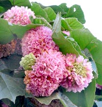 Baumbl&uuml;te im Park