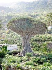 Der ber&uuml;hmte Drago Milen&aacute;rio von Icod