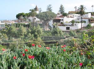 Blick auf den ber&uuml;hmten Drachenbaum von Icod de los Vinos