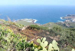 Fast jeder Flecken an der Nord-West-K&uuml;ste wird landwirtschaftlich genutzt