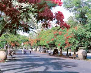 Auf den breiten Ramblas der Inselhauptstadt l&auml;sst es sich sch&ouml;n flanieren. (Foto: Cabildo Insular de Tenerife)