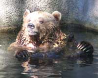 Die B&auml;ren sollen in der geplanten Yukon Bay neue Gehege bekommen