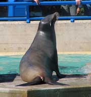 Verspielt: Seel&ouml;we