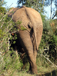 Hinterteil eines Elefanten im Addo Elephant Nationalpark (Foto: Eichner-Ramm) Hinterteil eines Elefanten im Addo Elephant Nationalpark (Foto: Eichner-Ramm)