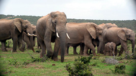 Elefantenfamilie im Addo Elephant Nationalpark (Foto: Eichner-Ramm) Elefantenfamilie im Addo Elephant Nationalpark (Foto: Eichner-Ramm)