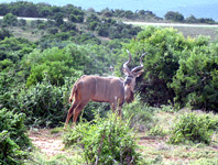Kudu im Addo Elephant Nationalpark (Foto: Eichner-Ramm) Kudu im Addo Elephant Nationalpark (Foto: Eichner-Ramm)