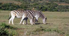 Zebras im Addo Elephant Nationalpark (Foto: Eichner-Ramm) Zebras im Addo Elephant Nationalpark (Foto: Eichner-Ramm)