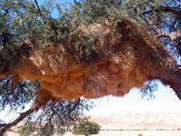 Mehrfamilienhaus: Nester von Webervögeln (Foto: Eichner-Ramm) Mehrfamilienhaus: Nester von Webervögeln (Foto: Eichner-Ramm)
