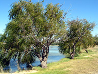 Orange-River (Foto: Eichner-Ramm) Orange-River (Foto: Eichner-Ramm)