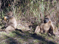 Begegnung mit Affen (Foto: Eichner-Ramm) Begegnung mit Affen (Foto: Eichner-Ramm)
