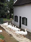 Gänseparade im Drostdy Museums Complex (Foto: Eichner-Ramm) Gänseparade im Drostdy Museums Complex (Foto: Eichner-Ramm)