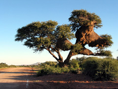 Baum mit Nestern von Webervögeln (Foto: Eichner-Ramm) Baum mit Nestern von Webervögeln (Foto: Eichner-Ramm)