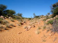 Fußweg in den Witsand-Dünen (Foto: Eichner-Ramm) Fußweg in den Witsand-Dünen (Foto: Eichner-Ramm)